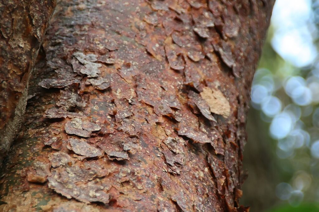 Gumbo Limbo tree (Bursera simaruba)