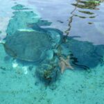 Gumbo Limbo Nature Center, Boca Raton, Florida.